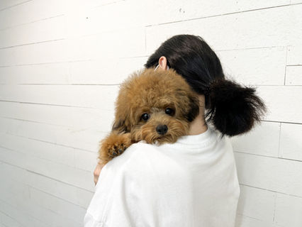 Adorable Girl Poodle

Total price 1000USD

------------------------------------------

We have the prettiest puppies in korea and our customers adopt puppies really fast. In order to adopt a puppy, first thing you need to do is ask if it is available to us, and we will tell you the result.

-------------------------------------------

24-hour adoption counseling

23, Yeongjung-ro, Yeongdeungpo-gu, Seoul, Republic of Korea 07301

 

KakaoTalk : BabymongHQ

​WhatsApp : +82-10-2214-0186

​WeChat : Babymongoverseas

​https://www.instagram.com/koreatinypuppies/