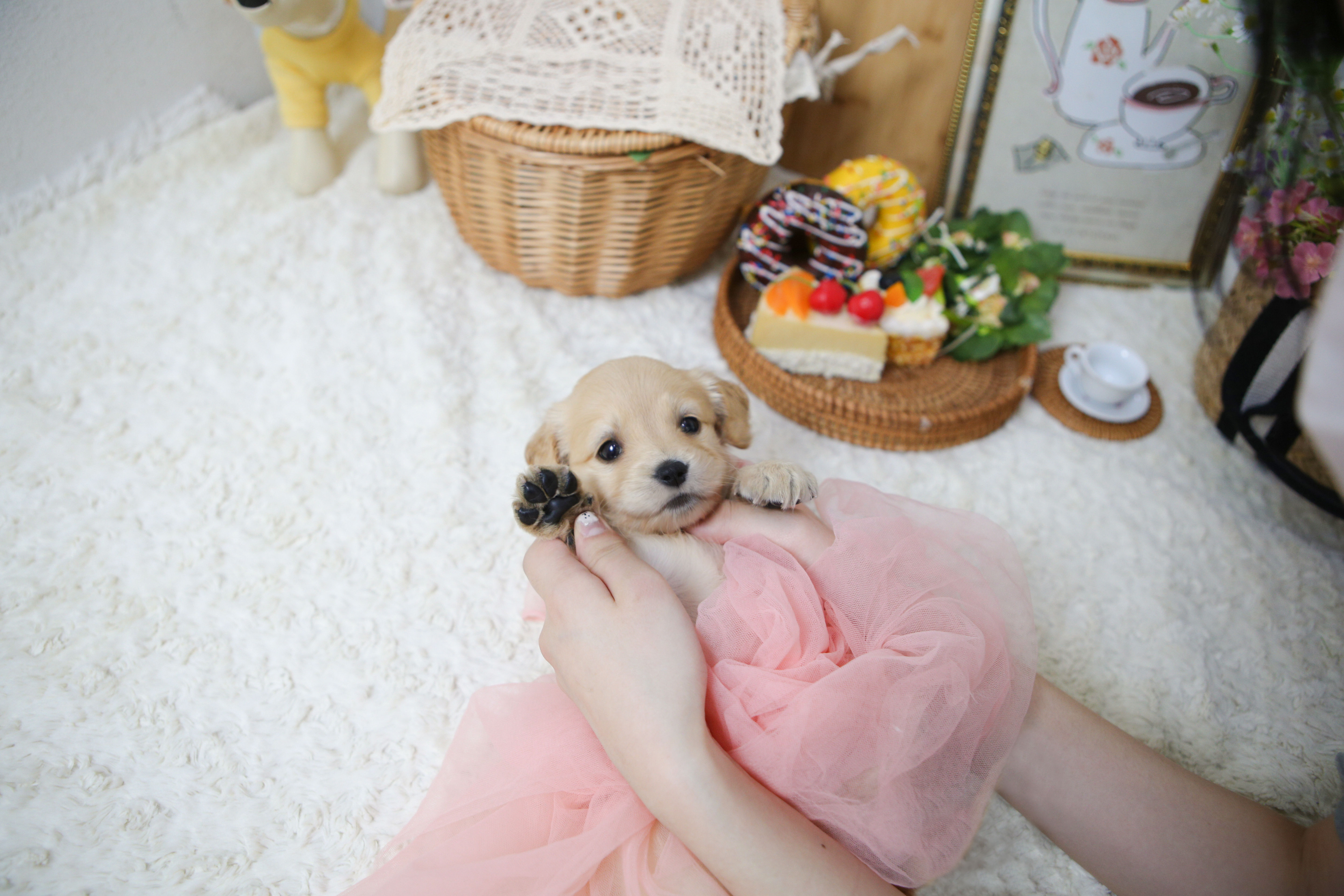 Golden Doodle/Girl/Doran