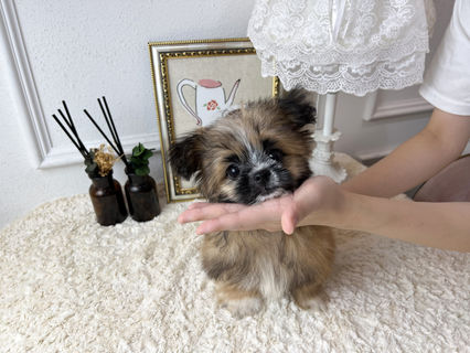 Adorable Boy Maltipom

Total price 1000USD

------------------------------------------

We have the prettiest puppies in korea and our customers adopt puppies really fast. In order to adopt a puppy, first thing you need to do is ask if it is available to us, and we will tell you the result.

-------------------------------------------

24-hour adoption counseling

23, Yeongjung-ro, Yeongdeungpo-gu, Seoul, Republic of Korea 07301

 

KakaoTalk : BabymongHQ

​WhatsApp : +82-10-2214-0186

​WeChat : Babymongoverseas

​https://www.instagram.com/koreatinypuppies/