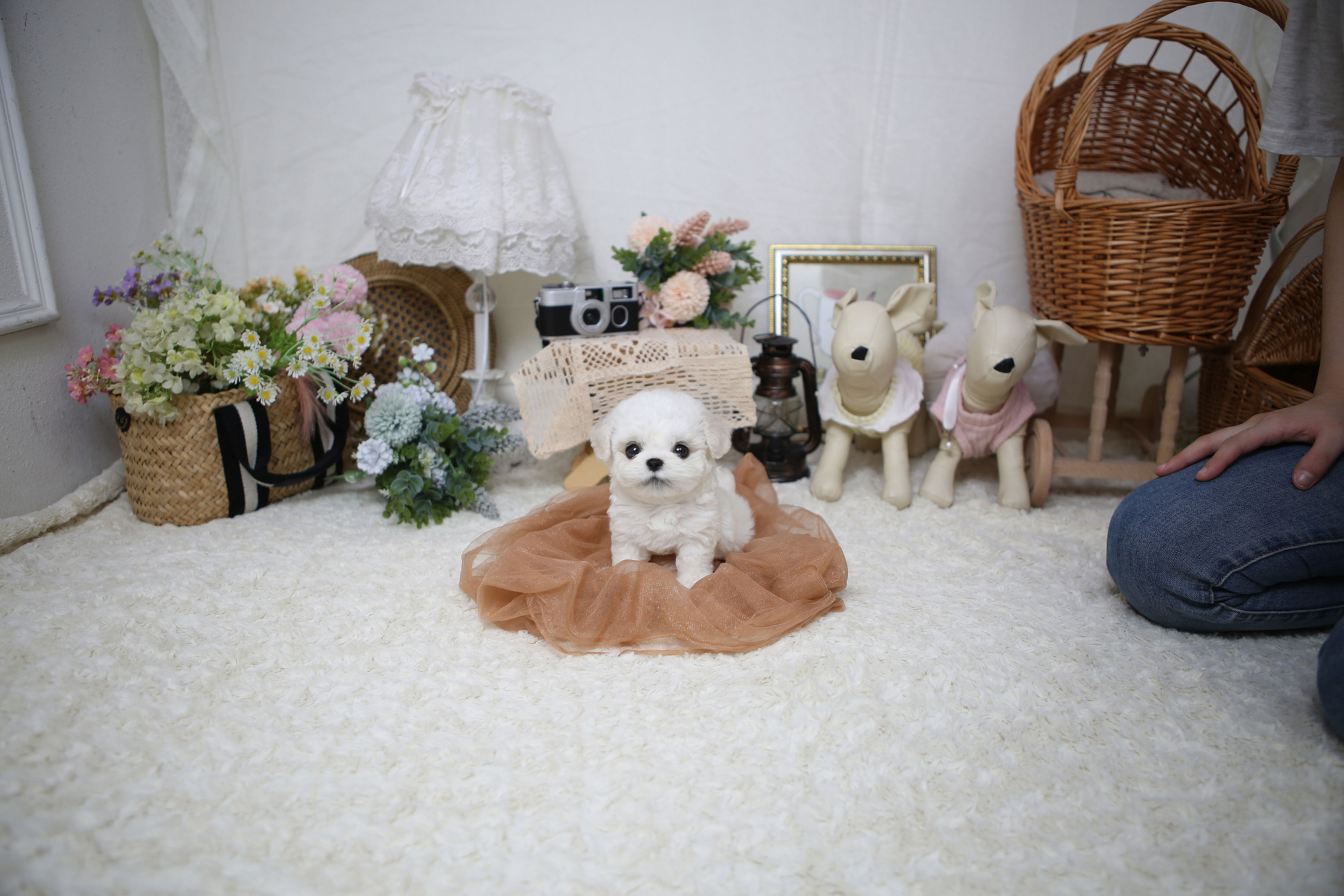 BichonFrise/Girl/Lime