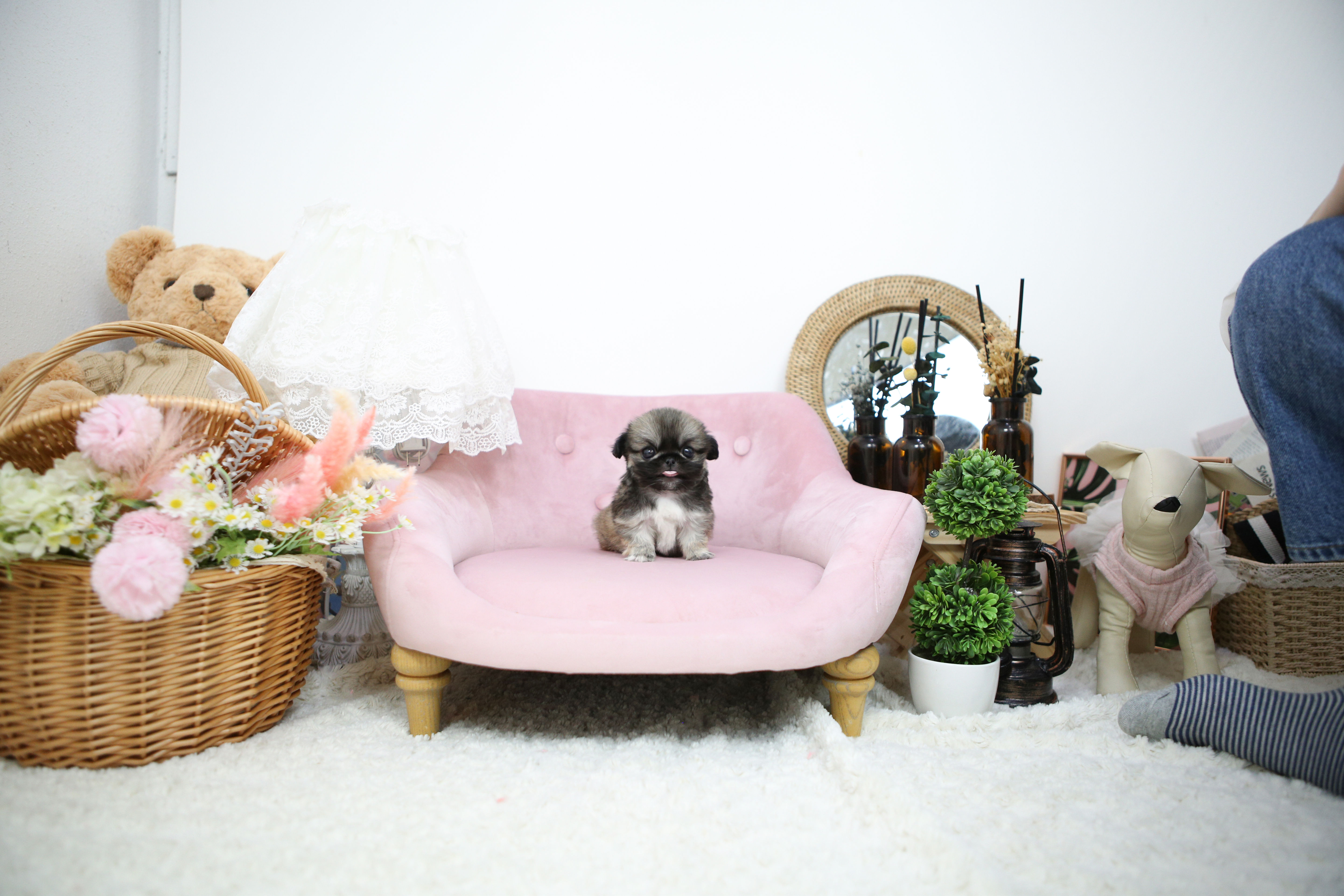 Pekingese/Girl/Kini