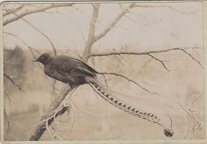Jack the lyrebird.JPEG