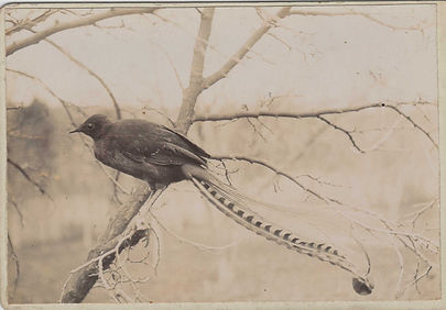 Jack the lyrebird.JPEG