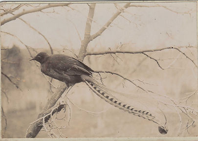 Jack the lyrebird.JPEG