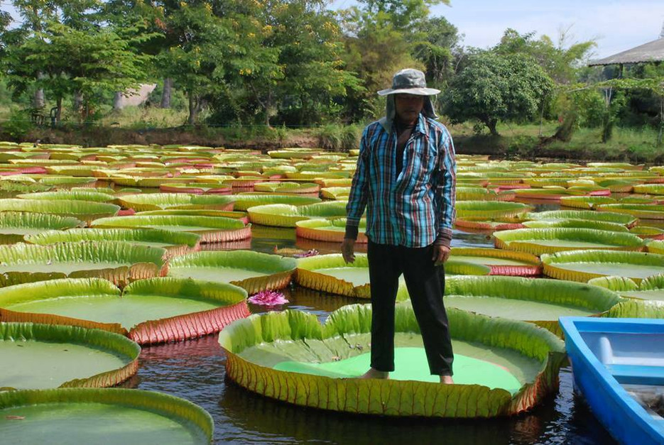 Underside of the Victoria amazonica water lily : r/GeometryIsNeat