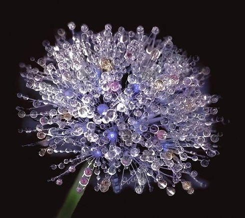 rund blomma med droppar