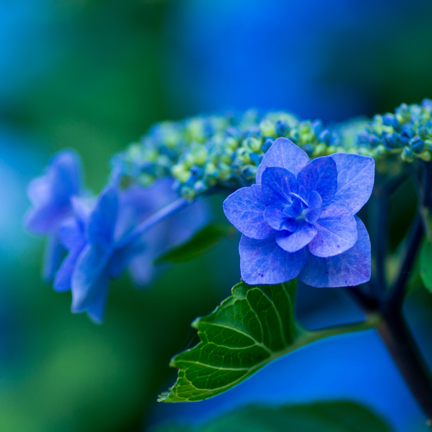 Workshop i Expressive Arts: Din inre Trädgård