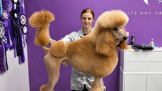 The Art of Dog Grooming