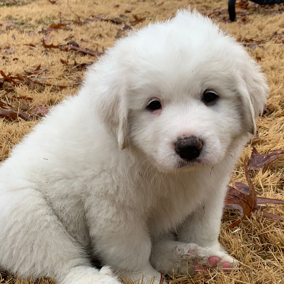 Lumi