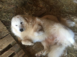 IMG_1354.jpeg