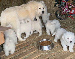 sezja & pups
