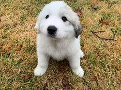 Yuki