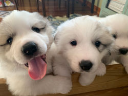 Nix, Yuki & Kovah