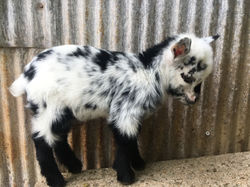 Dam: Calypso, Sire: Gideon