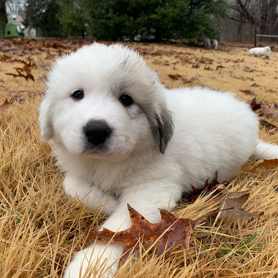 Yuki