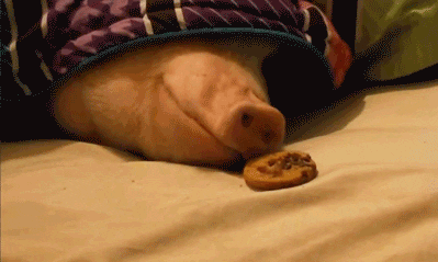 giphy (6).gif