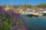 Purple flowers in foreground overlook a busy marina packed with sailboats and fishing boats under a blue sky and green hills