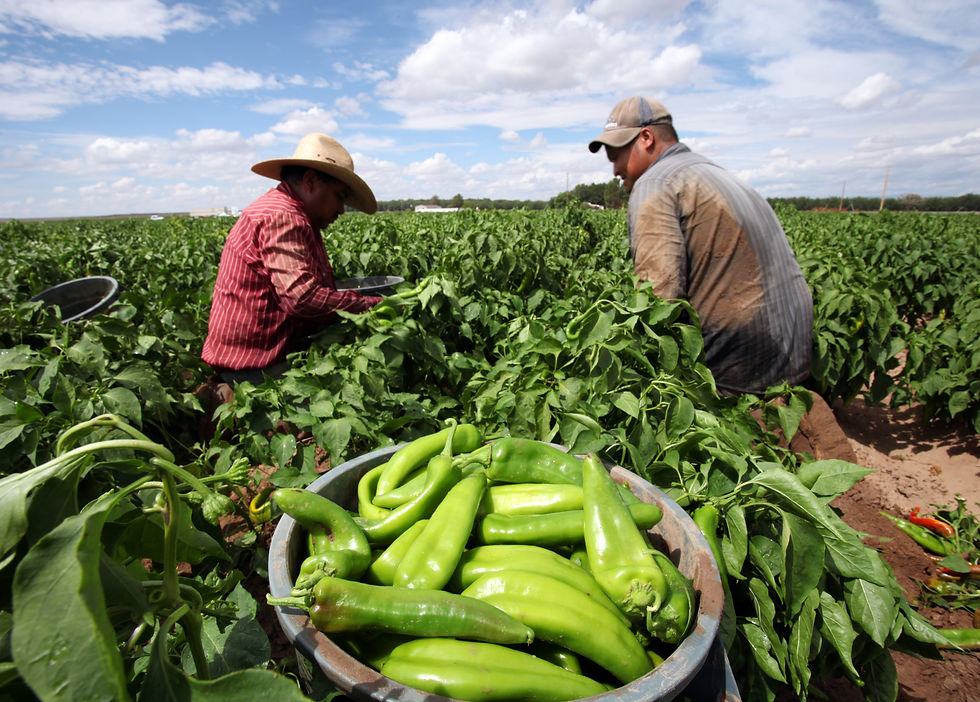 Two farmers harvest green chiles in a sunlit field, with a bowl of chiles in front and a cloudy blue sky overhead.