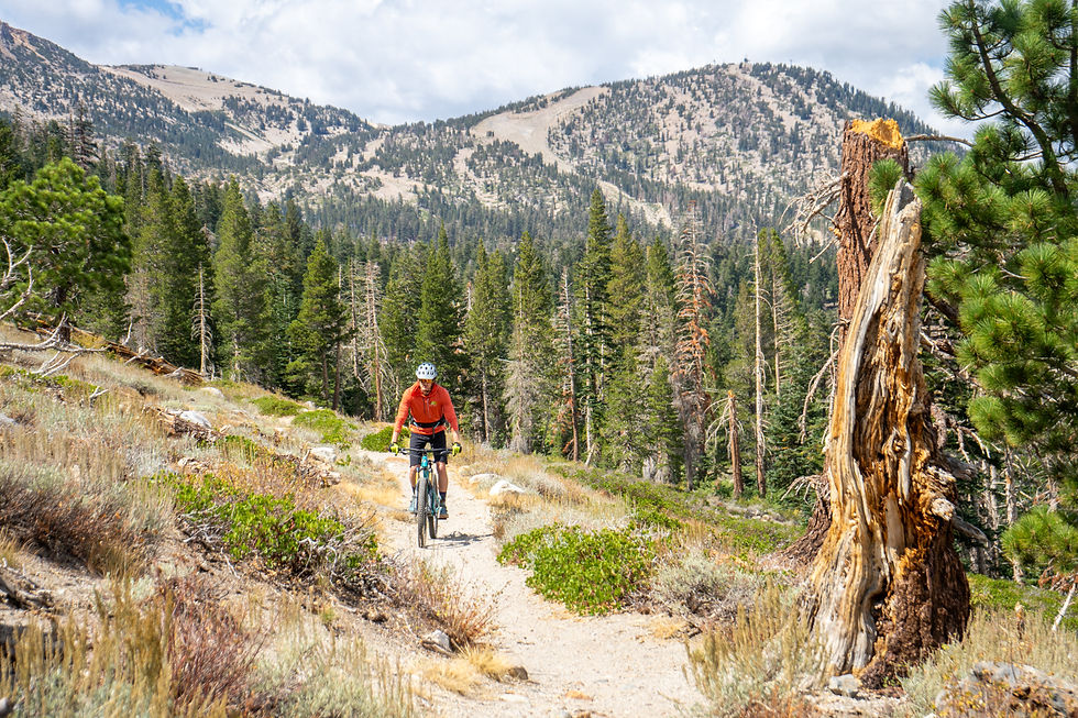 Mountain biker in an orange jacket rides a narrow forest trail with pine trees and rugged mountains under a cloudy sky.