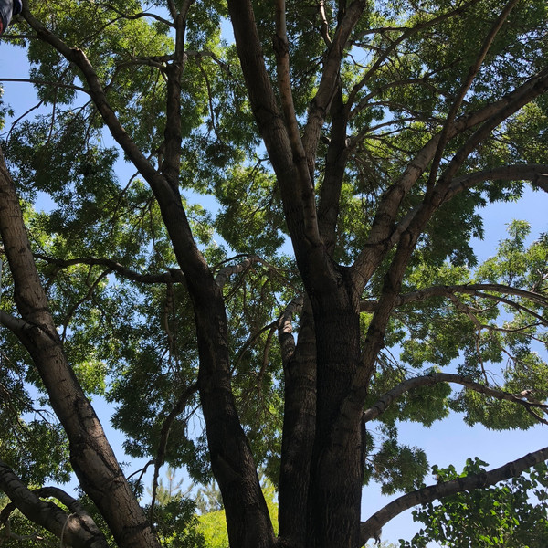 Tree Service Expert Reno Tree Service Reno, NV United States