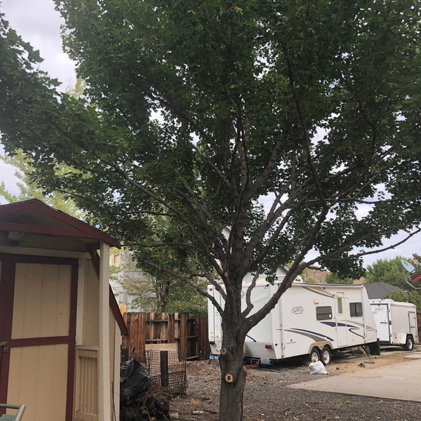 Tree Service Expert Reno Tree Service Reno, NV United States