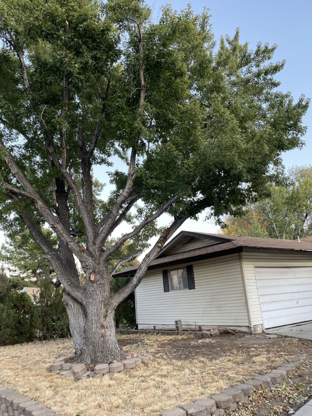 Tree Service Expert Reno Tree Service Reno, NV United States