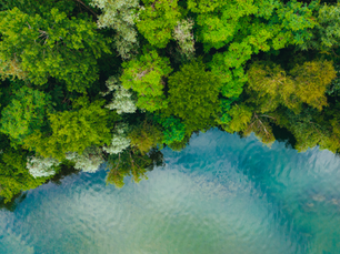 Aerial top-down view of dense green forest surrounding a clear blue lake.
