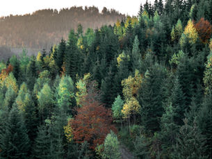 Dense coniferous forest covering a mountainside, with a mix of green and autumn-colored trees under soft natural light.
