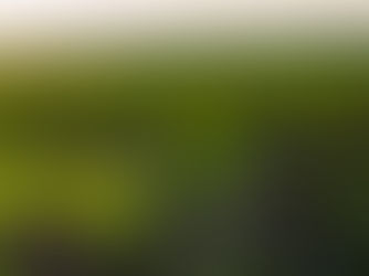 A close-up of a young green plant sprouting from dark soil in a field at sunset, with rows of crops softly blurred in the background and warm light highlighting the leaves.