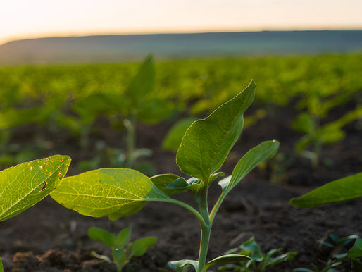 A close-up of a young green plant sprouting from dark soil in a field at sunset, with rows of crops softly blurred in the background and warm light highlighting the leaves.