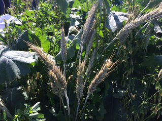 Crops for Cover Crop Cocktails