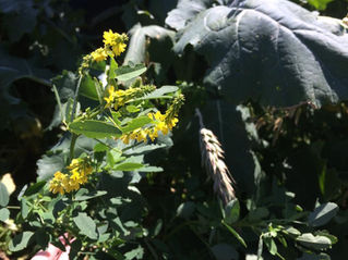 Cocktail Blends Provide Fall Grazing