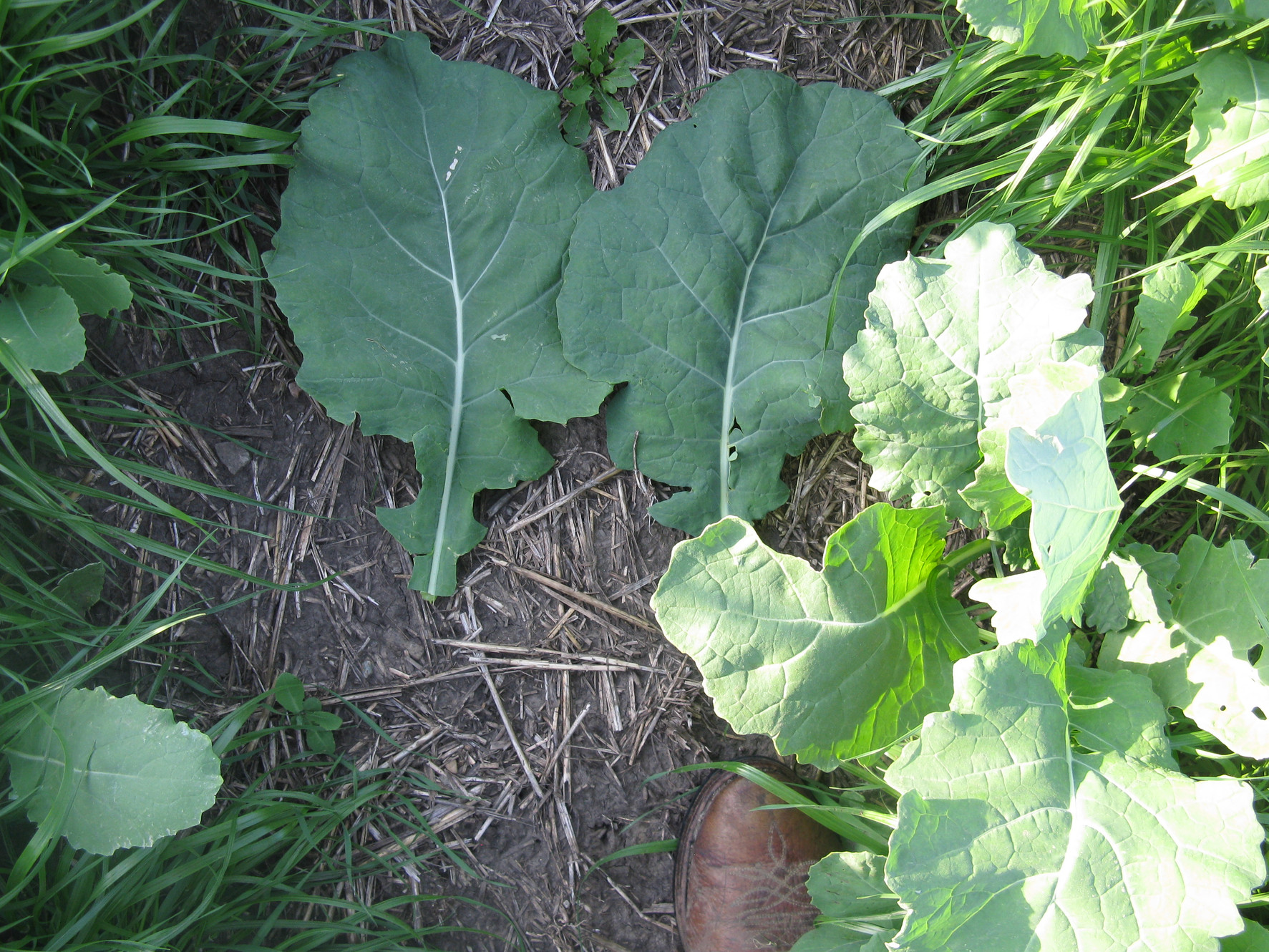 Nitrate Poisoning And Feeding Nitrate Feeds To Livestock