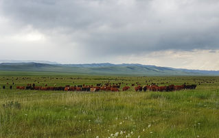 Creating Excellent Pastures From the Soil Up