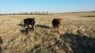Reproduction & Grazing Were Designed for Each Other