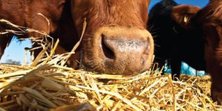 Have You Had Your Feed Tested?