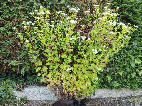 🌿 Camomille matricaire : la petite fleur qui calme les bêtes… et les nerfs des bipèdes !