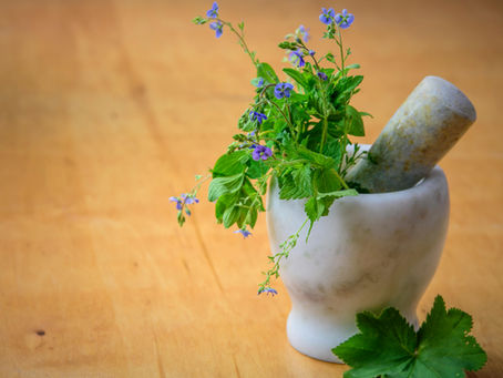 🐾 Qu’est-ce que la naturopathie animale ? Une autre façon de prendre soin de son compagnon