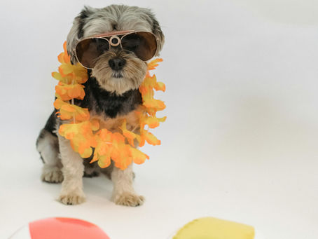Pourquoi faire appel à un pet sitter plutôt qu’à un voisin ?