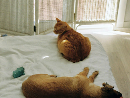 Pourquoi les animaux préfèrent rester à la maison pendant l’absence de leurs humains ?