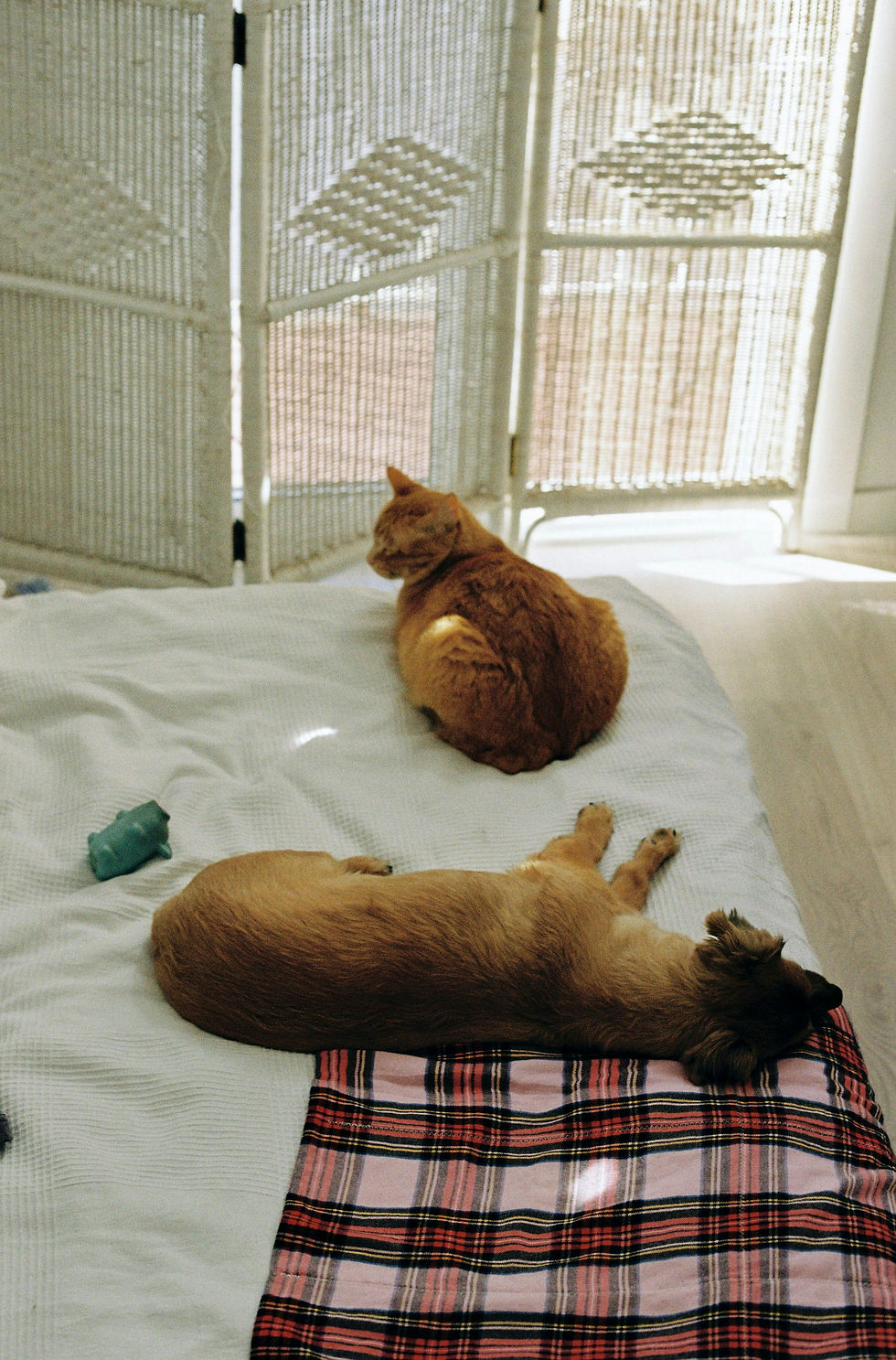 Chat chien qui sont gardés chez eux dorment sur le lit