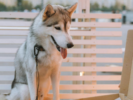 Alimentation naturelle : les bases pour bien nourrir son chien ou son chat
