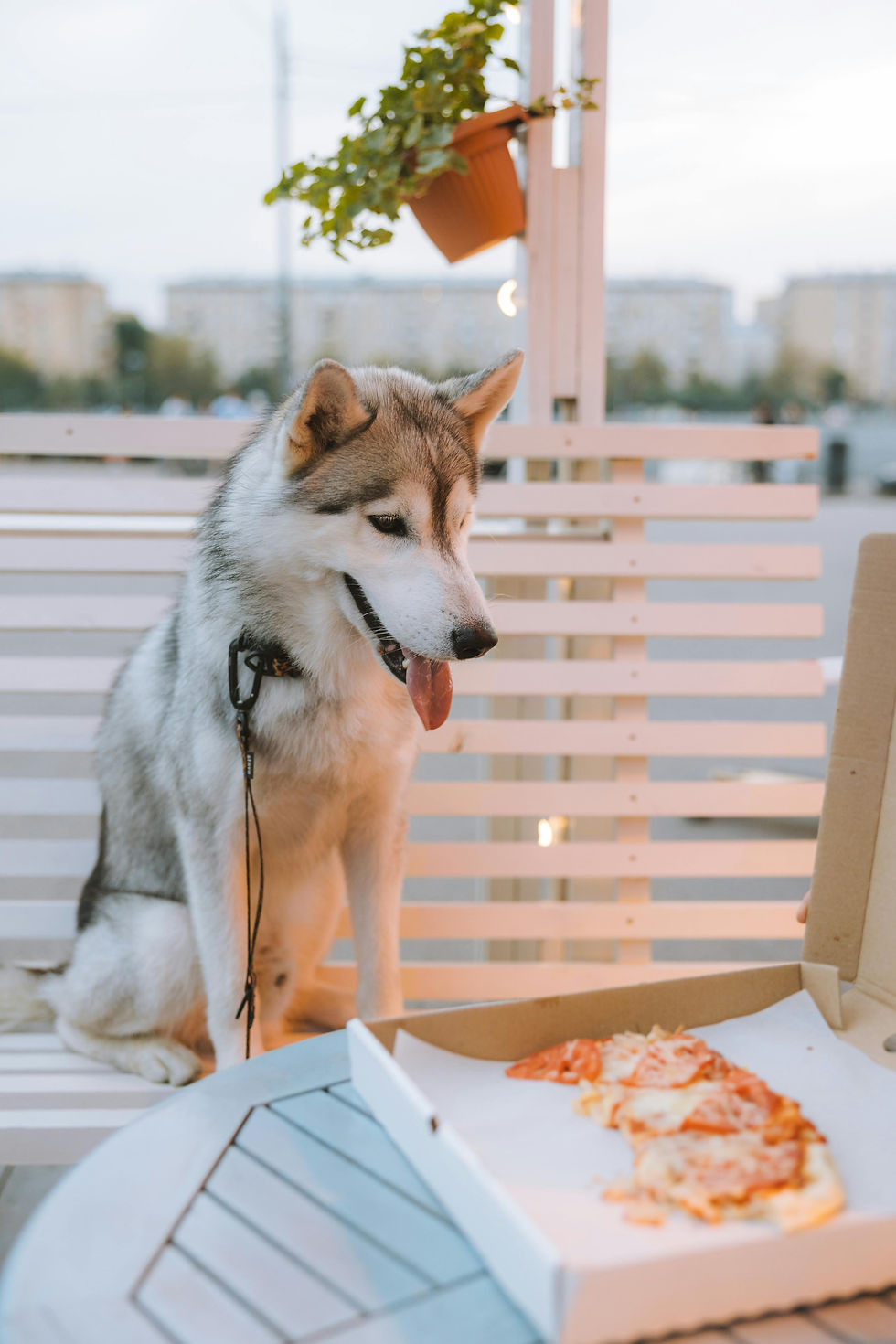 un chien qui mange mal déséquilibré pizza