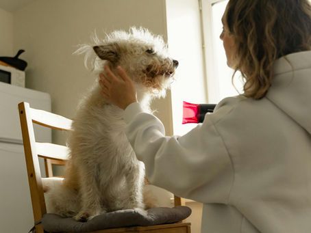 Comment se déroule une séance de naturopathie animale ?