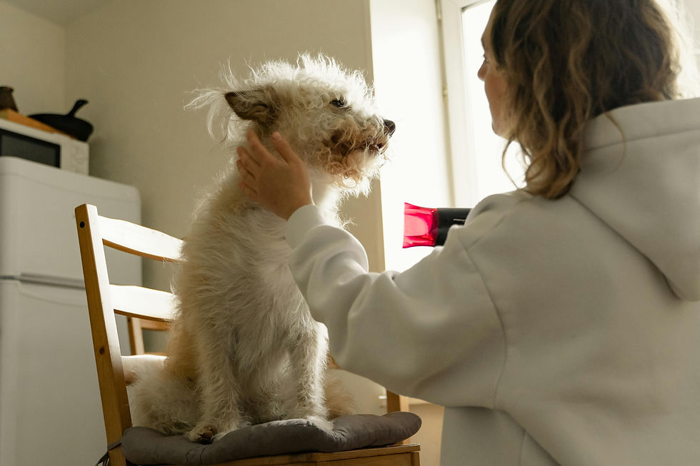 chien chat apaisé suite à une séance de naturopathie animale