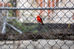 anti-climb-fencing-malaysia-industrial