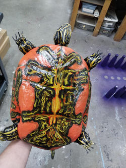 Turtle belly