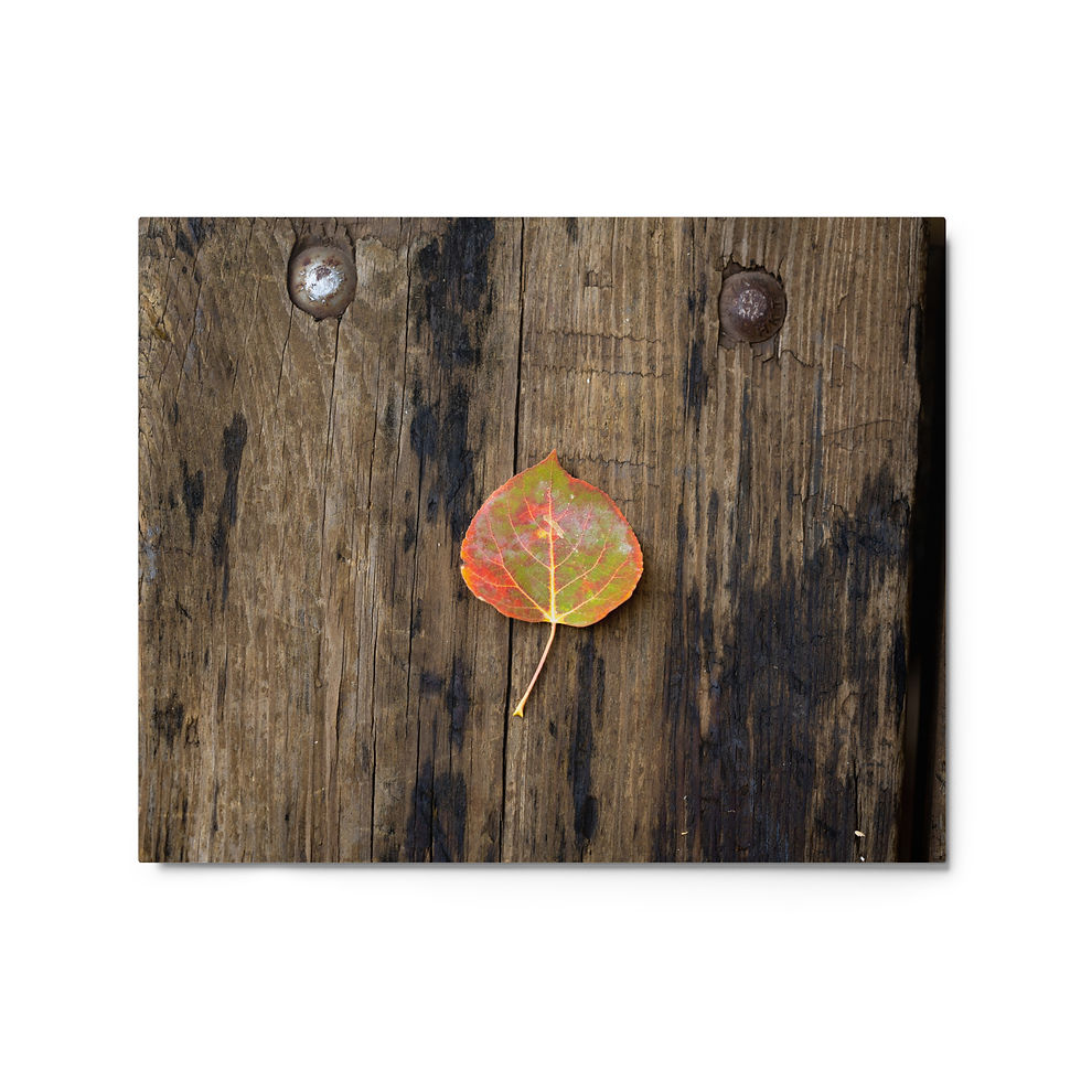 Thumbnail: Leaf