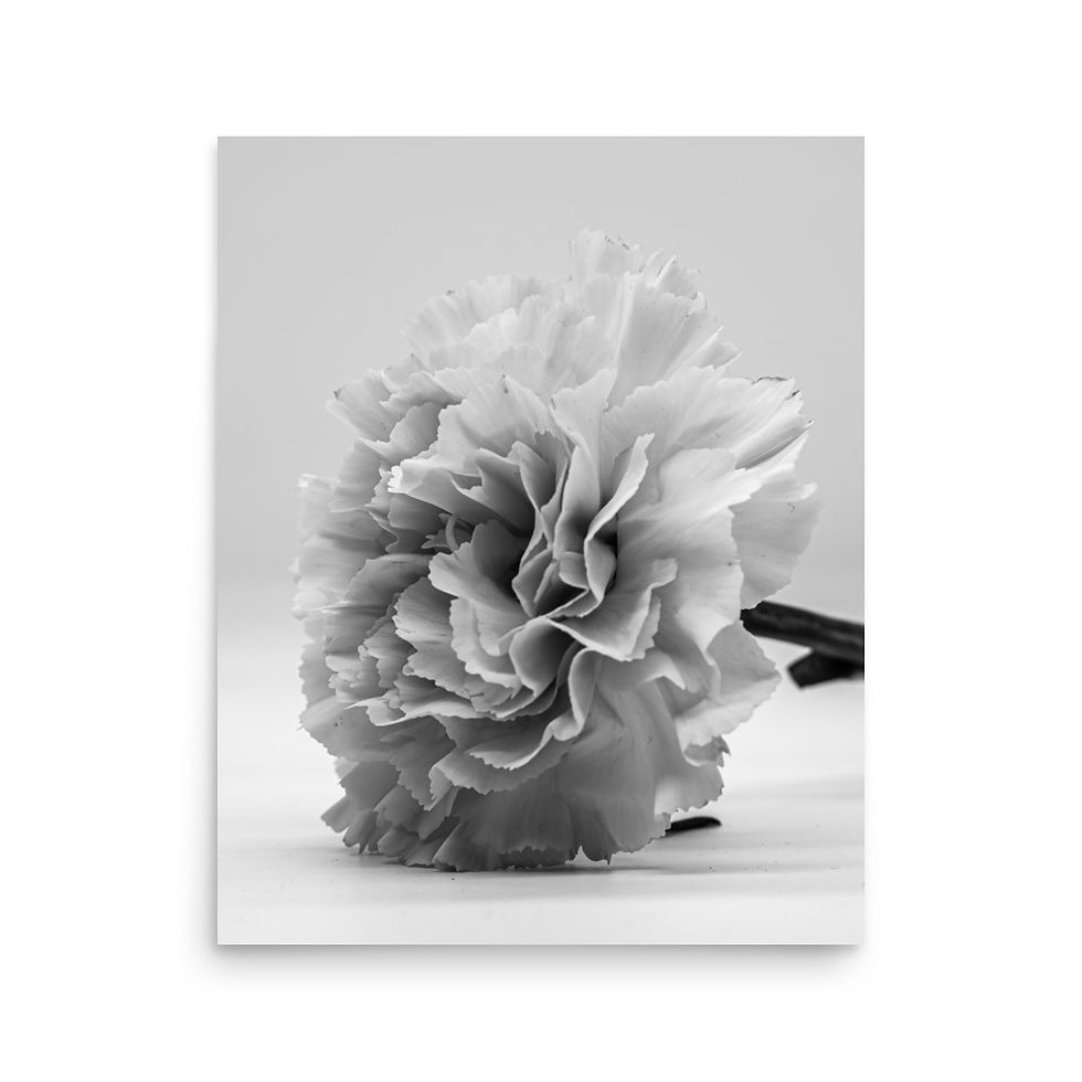 Thumbnail: Carnation