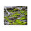 Thumbnail: Moss